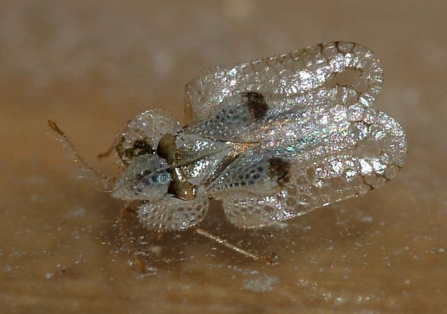 Sycamore lace bug