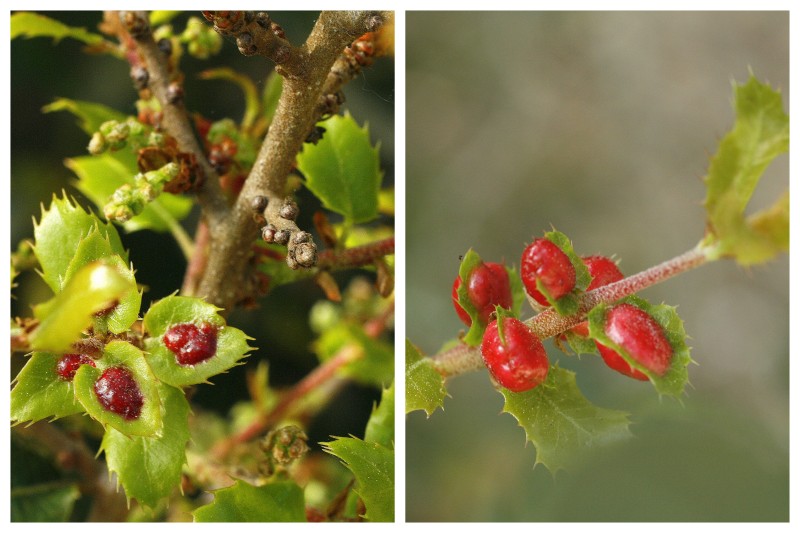 collage plant gall